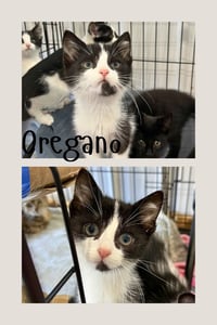 Oregano - Photo 1