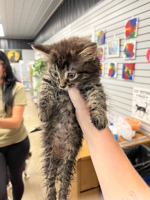 DUMPLING - Domestic Medium Hair available for adoption