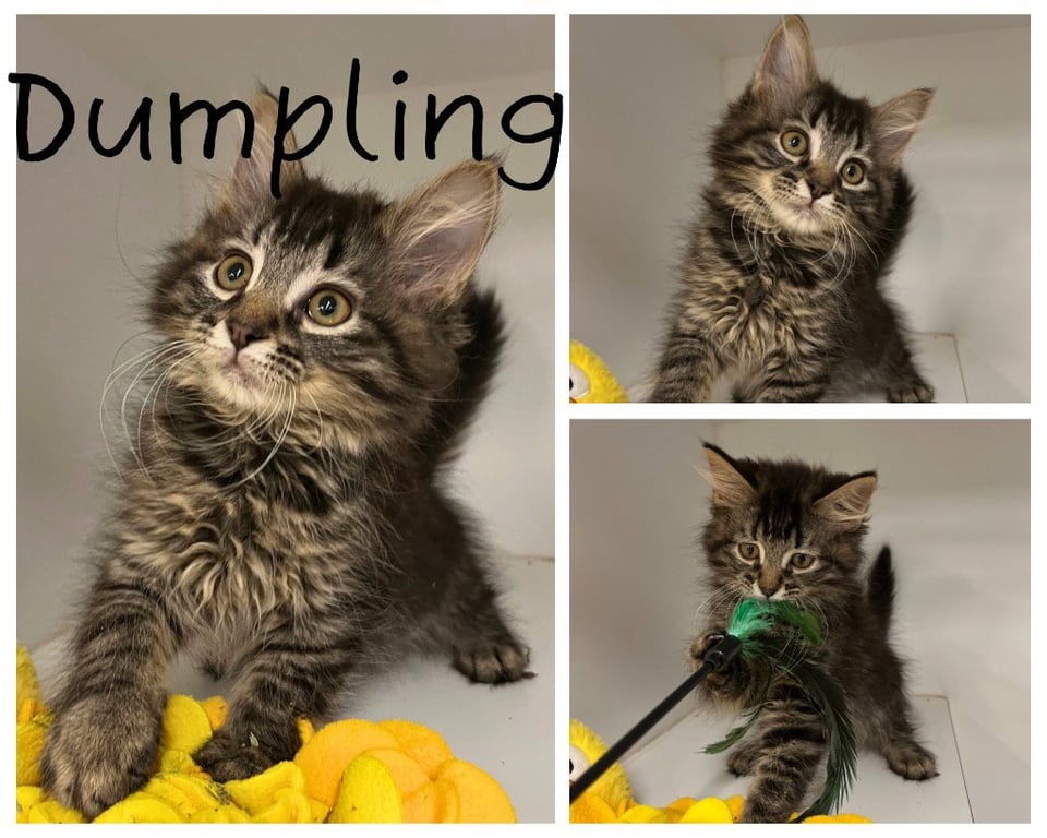 Dumpling Image