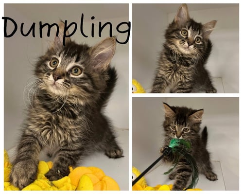 DUMPLING - Domestic Medium Hair available for adoption