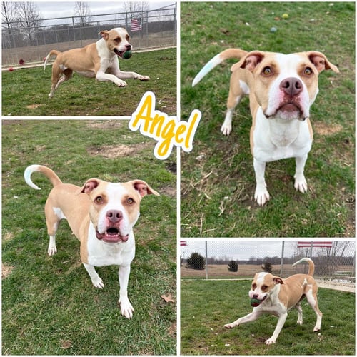 ANGEL - American Staffordshire Terrier available for adoption