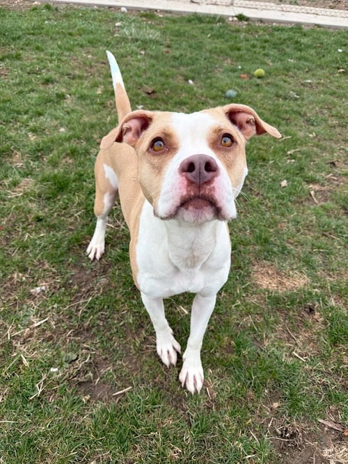 ANGEL - American Staffordshire Terrier available for adoption