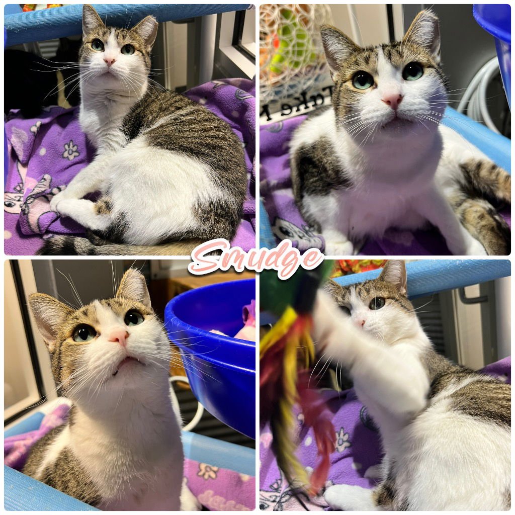 SMUDGE - FEE WAIVED - Domestic Short Hair available for adoption