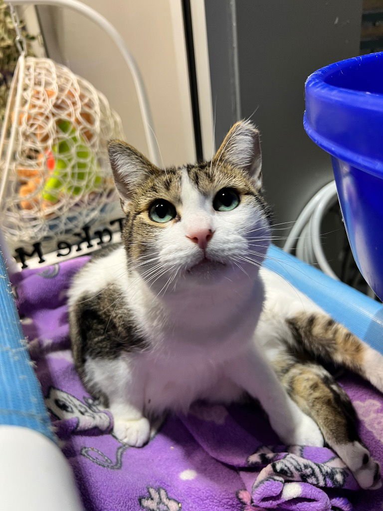 SMUDGE - FEE WAIVED - Domestic Short Hair available for adoption