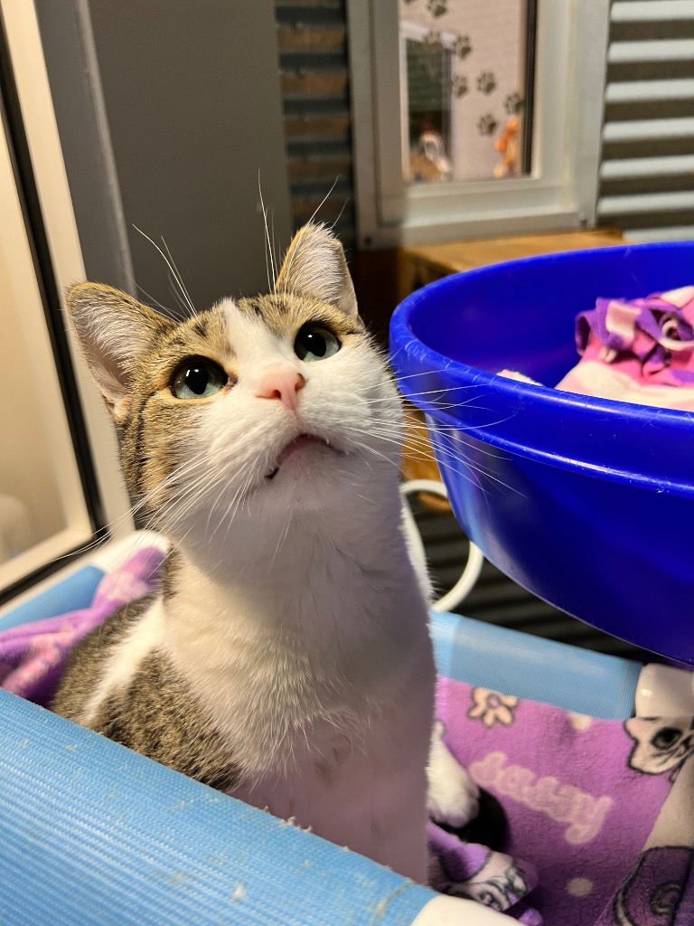 Smudge - Fee Waived - Photo 3