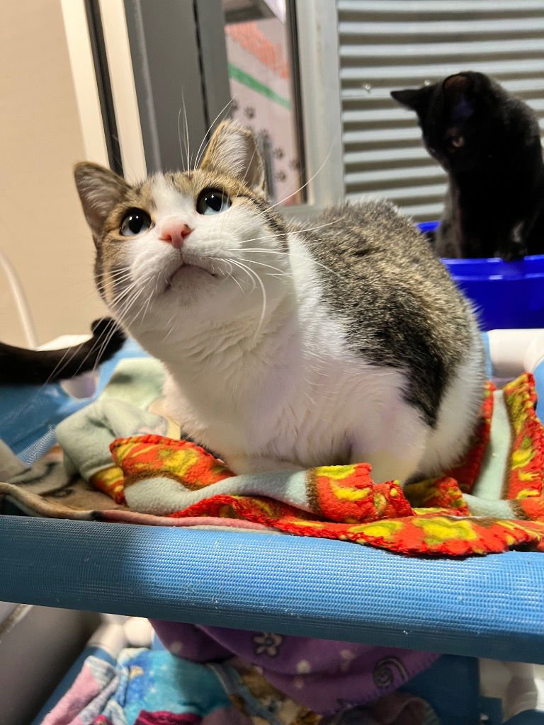 Smudge - Fee Waived - Photo 4