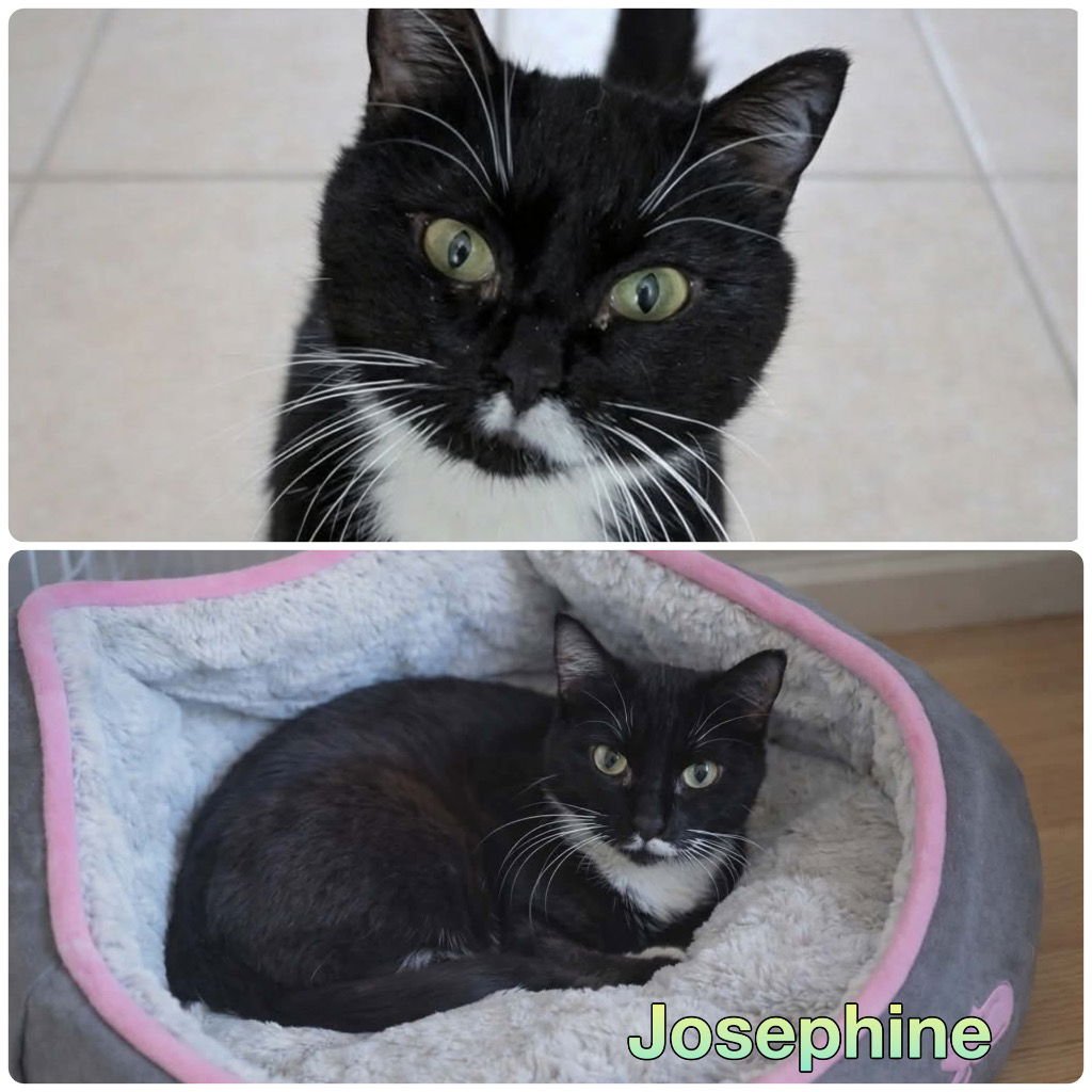 JOSEPHINE - IN FOSTER - CALL FOR APPT - Domestic Short Hair available for adoption
