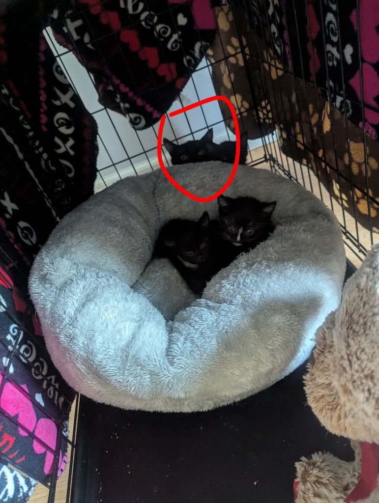 JOSEPHINE - IN FOSTER - CALL FOR APPT - Domestic Short Hair available for adoption