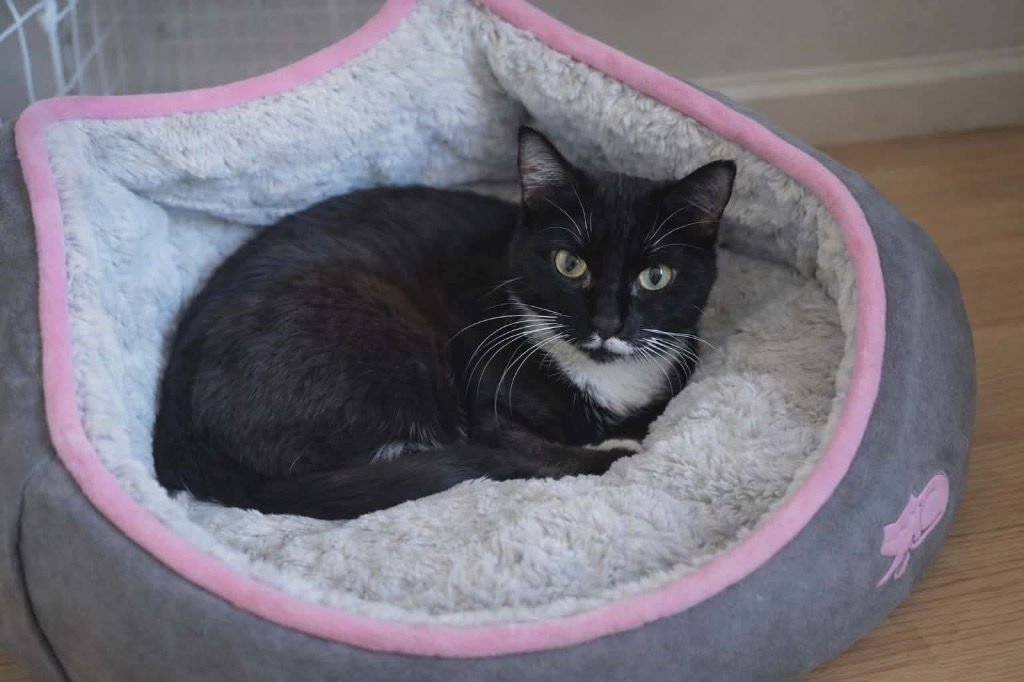 Josephine - In foster - Call for appt - Photo 3