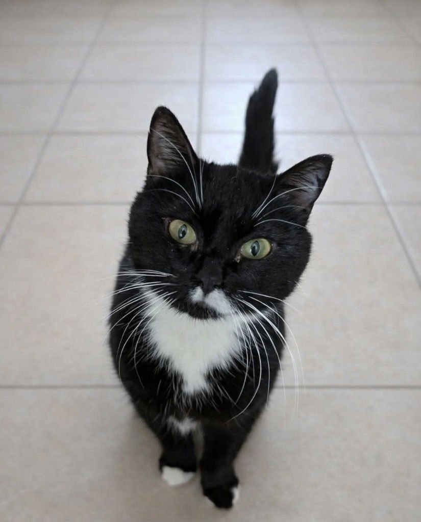 Josephine - In foster - Call for appt - Photo 4