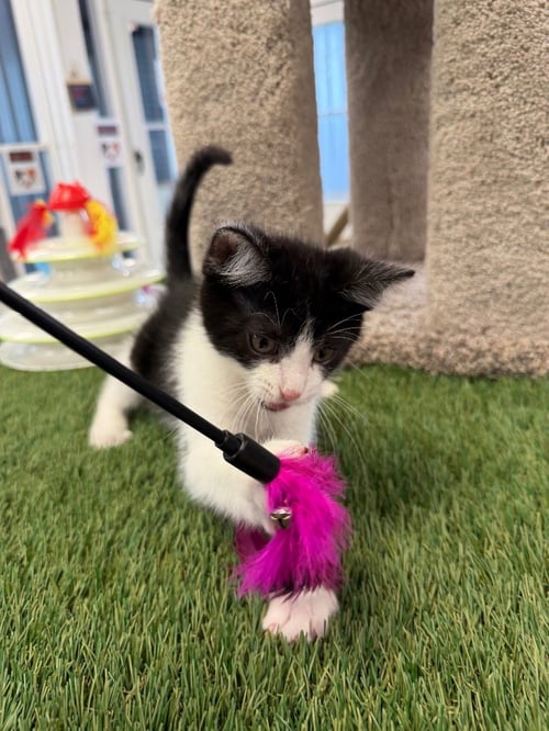 STEPHAN - Domestic Short Hair available for adoption