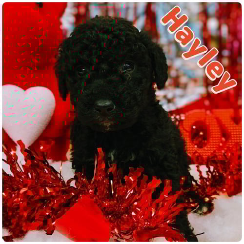 LUNA - Poodle (unknown type) available for adoption