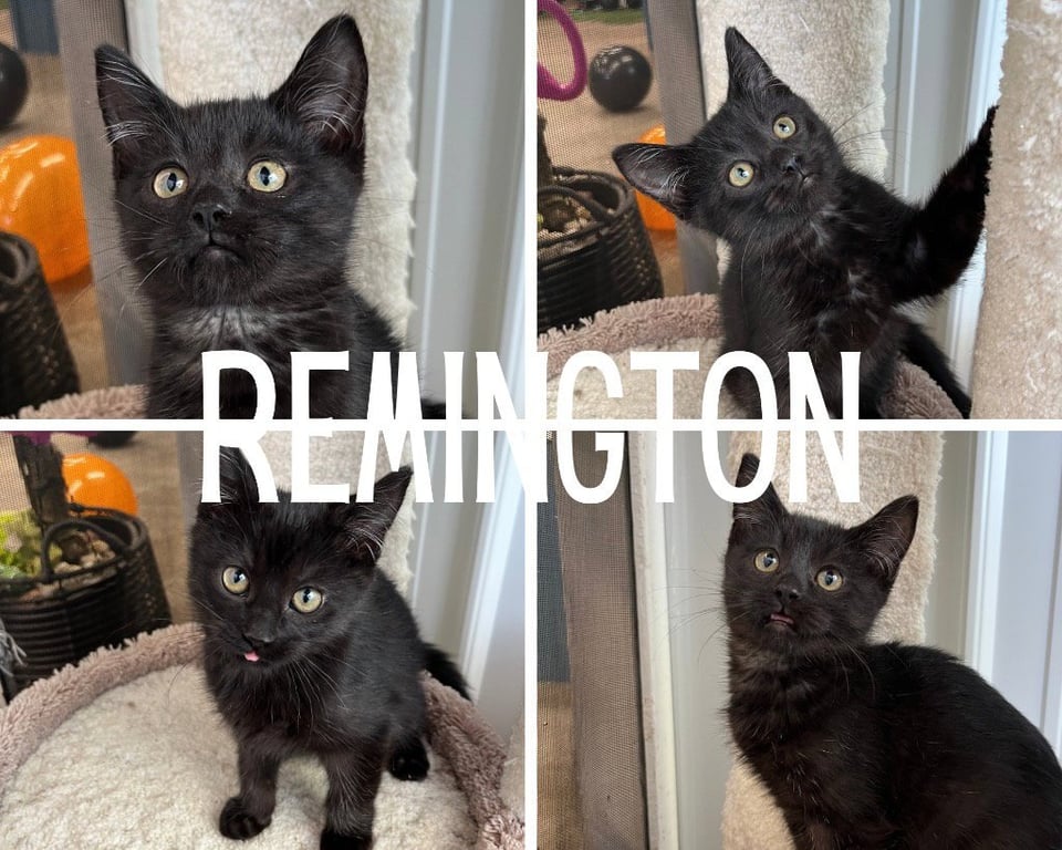 Remington Image