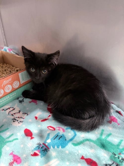 REMINGTON - Domestic Short Hair available for adoption