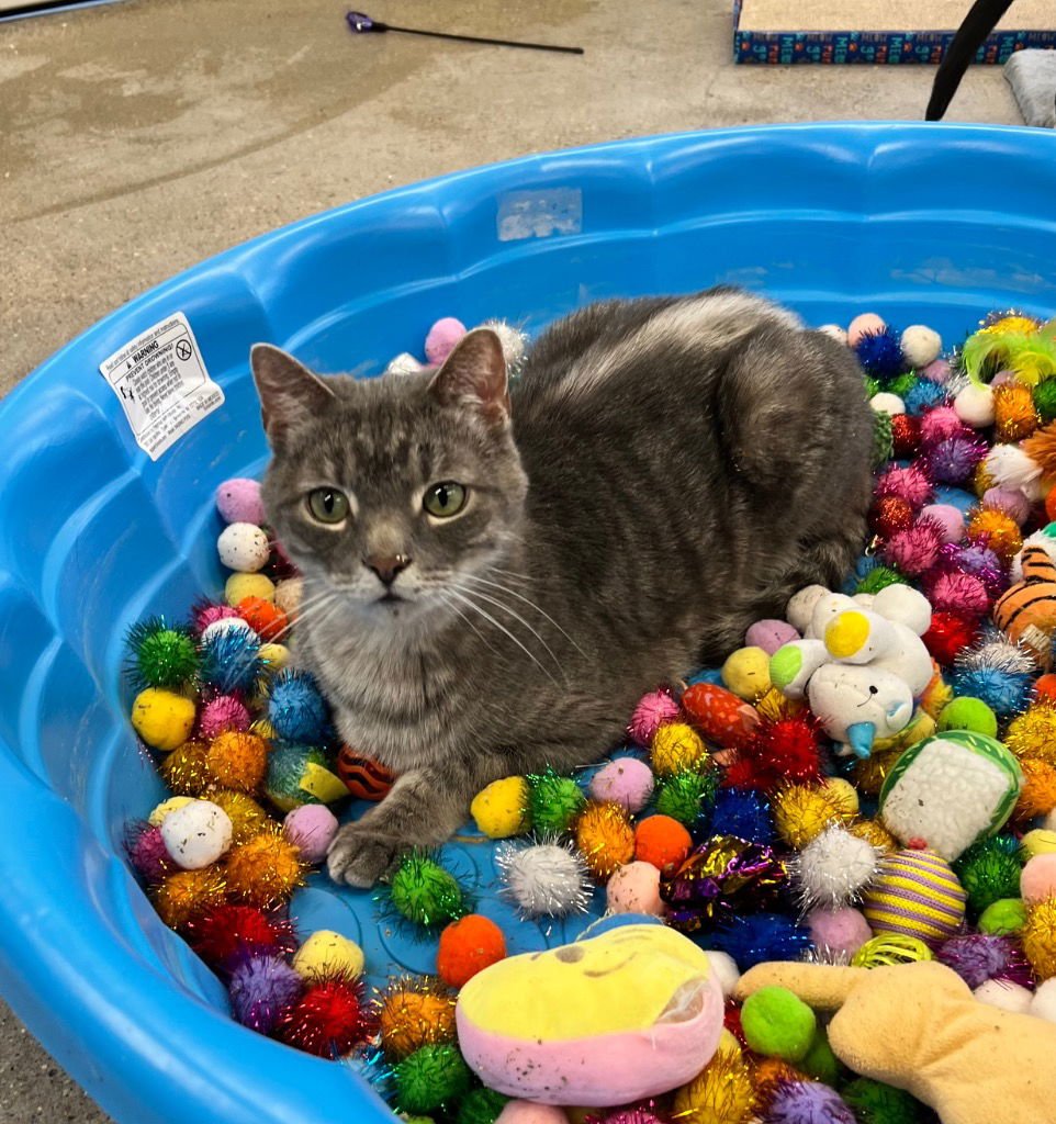 ZION - Domestic Short Hair available for adoption