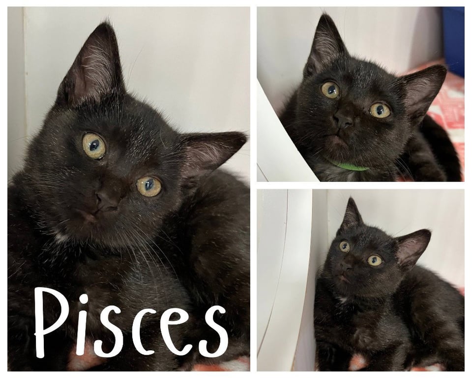 Pisces Image