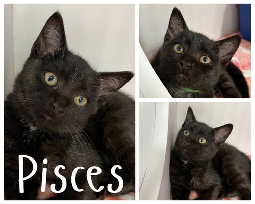 PISCES - Domestic Short Hair available for adoption