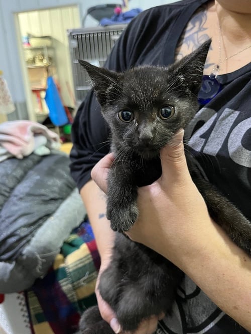 PISCES - Domestic Short Hair available for adoption