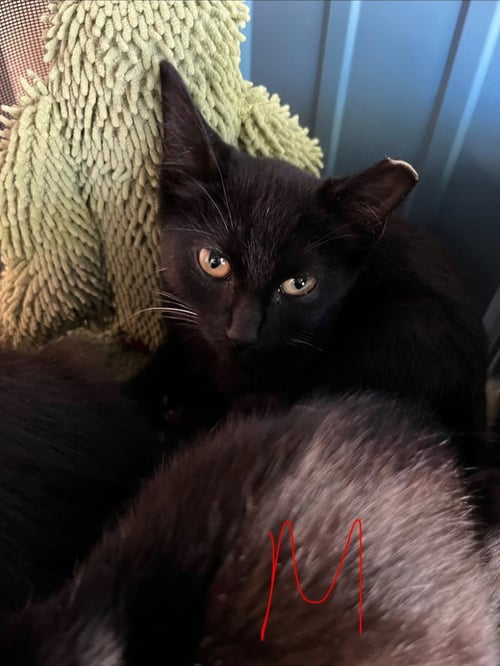 APOLLO - Domestic Short Hair available for adoption