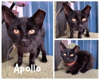 Apollo - Photo 1