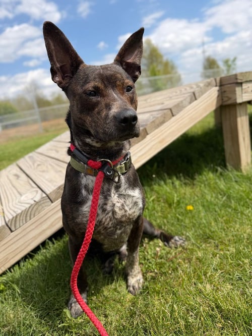 BOOKER - Australian Cattle Dog/Blue Heeler available for adoption
