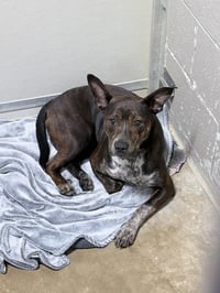 Booker - Photo 2