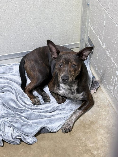 BOOKER - Australian Cattle Dog/Blue Heeler available for adoption