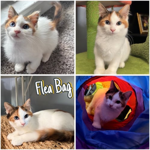 FLEA BAG- IN FOSTER - CALL FOR APPT - Domestic Long Hair available for adoption