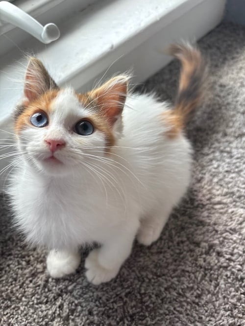 FLEA BAG- IN FOSTER - CALL FOR APPT - Domestic Long Hair available for adoption