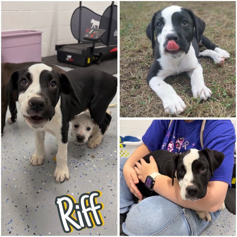 Riff - In Foster - Call for Appt Image