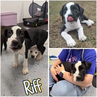 Riff - In Foster - Call for Appt - Photo 1