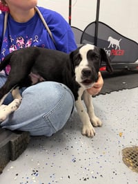 Riff - In Foster - Call for Appt - Photo 3