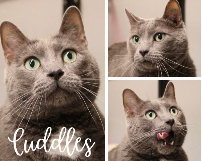 CUDDLES - Domestic Short Hair available for adoption