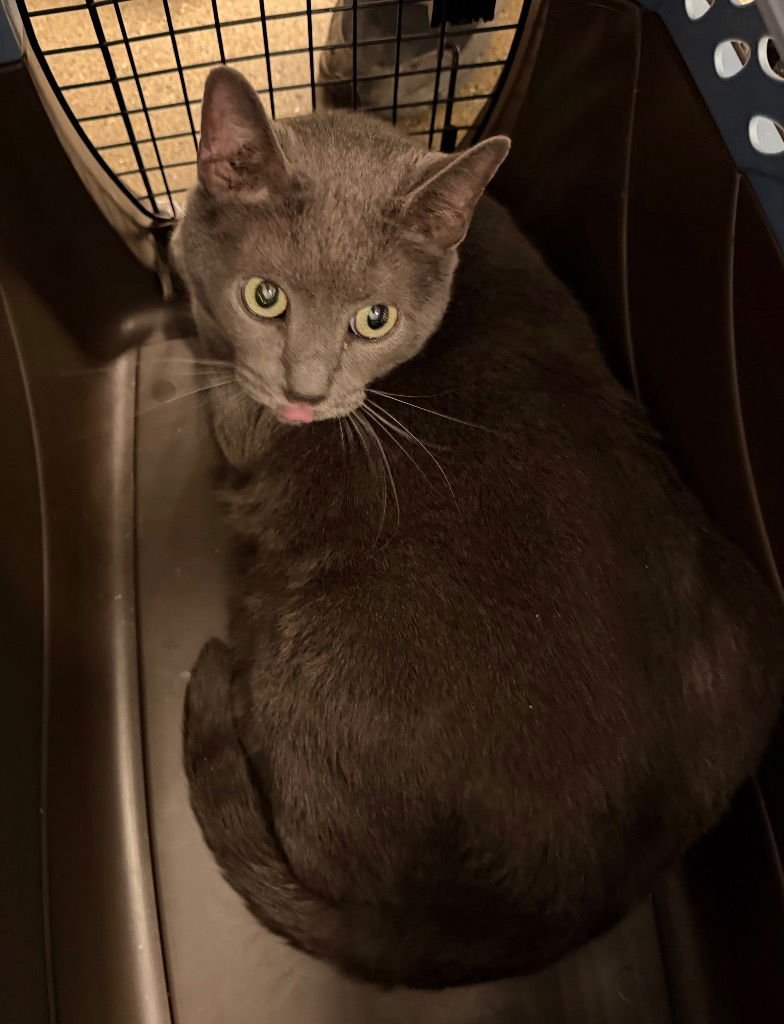 CUDDLES - Domestic Short Hair available for adoption