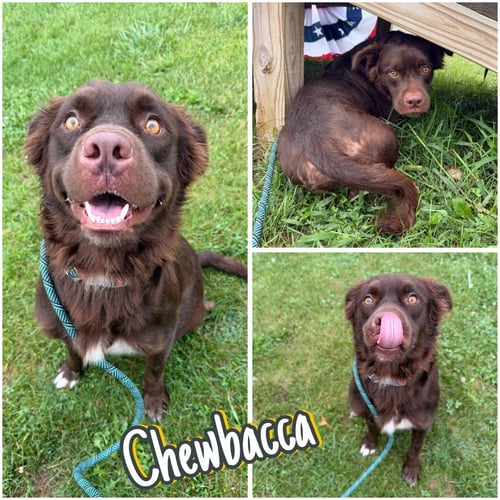 CHEWBACCA