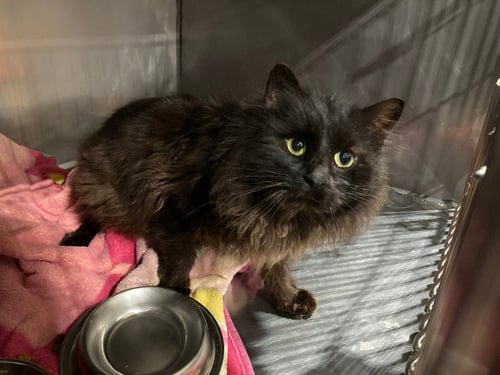 RICOTTA- BARN - Domestic Medium Hair available for adoption