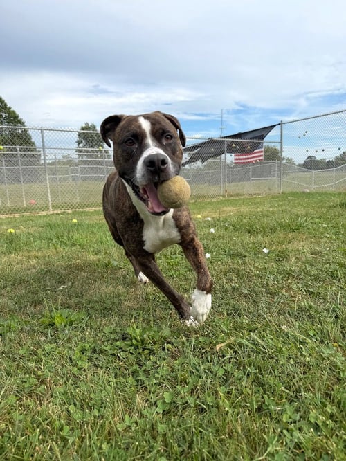 KILO - American Staffordshire Terrier available for adoption
