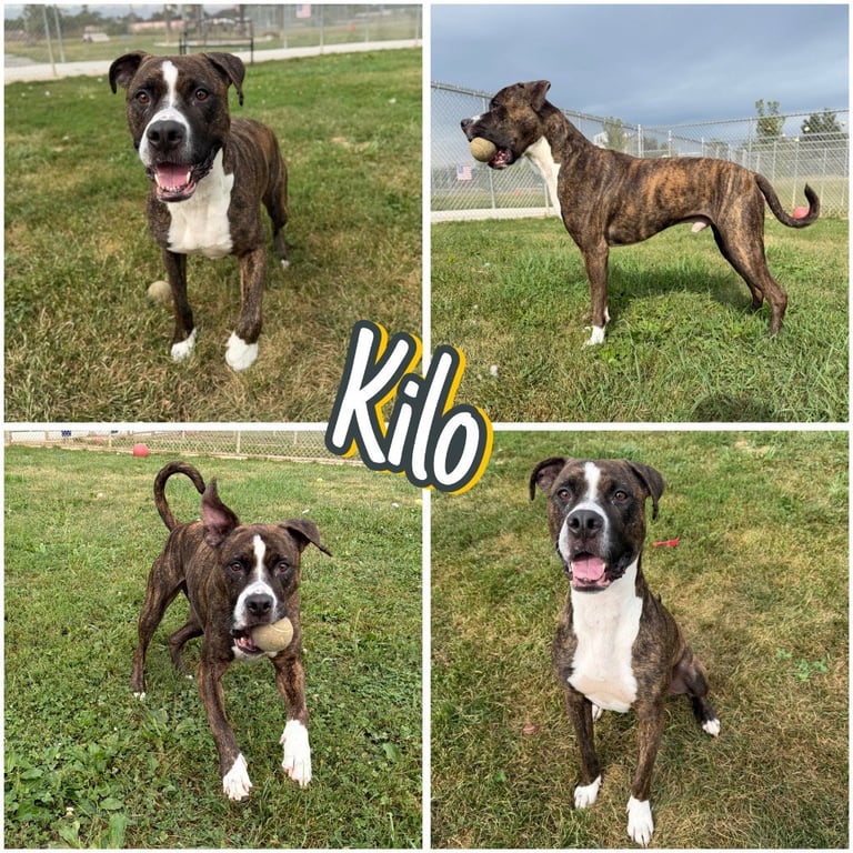 Kilo Image