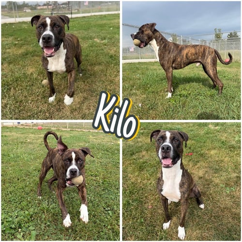 KILO - American Staffordshire Terrier available for adoption