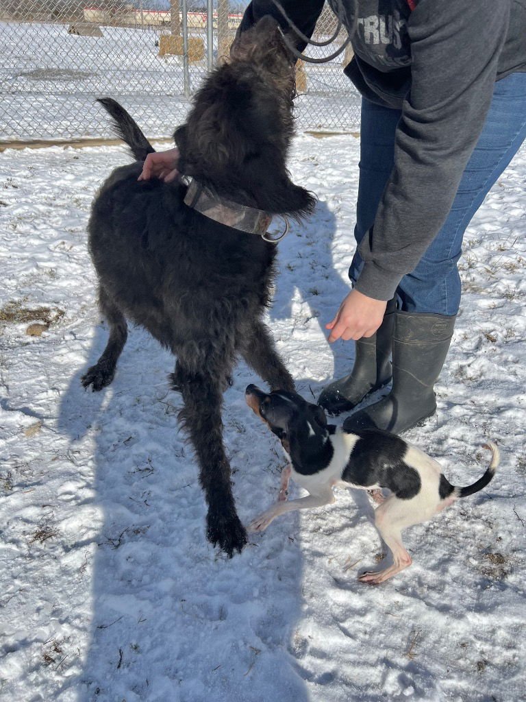 KING - FEE WAIVED - Poodle (unknown type) / Labrador Retriever available for adoption