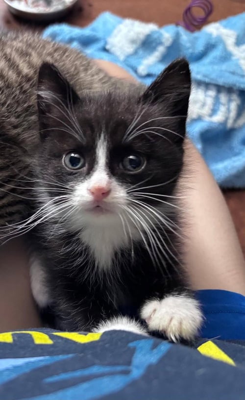 AUSTIN - Domestic Short Hair available for adoption