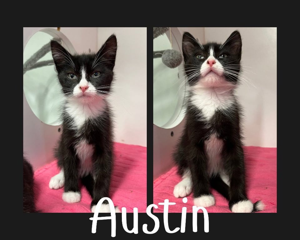 Austin Image