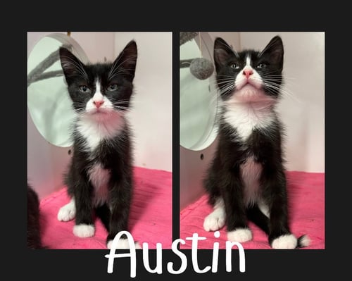 AUSTIN - Domestic Short Hair available for adoption