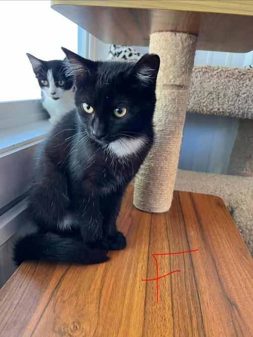 EMBER - Domestic Short Hair available for adoption