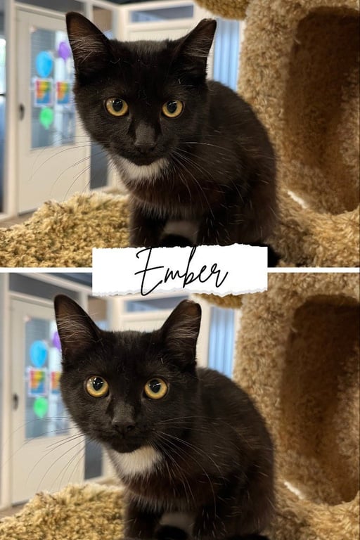 Ember Image