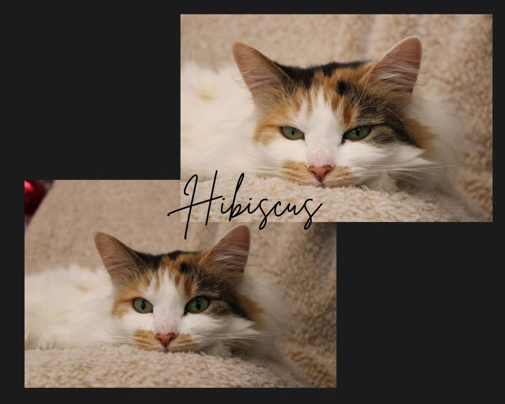 HIBISCUS - Domestic Long Hair available for adoption