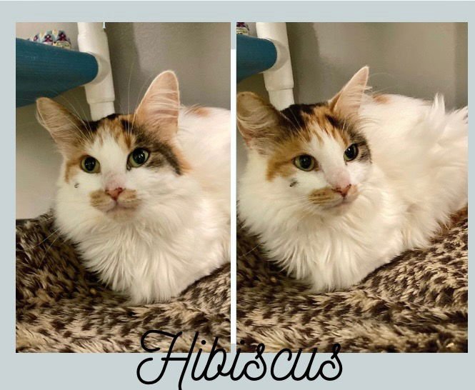 HIBISCUS - Domestic Long Hair available for adoption