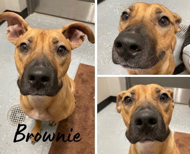 BROWNIE - American Staffordshire Terrier available for adoption