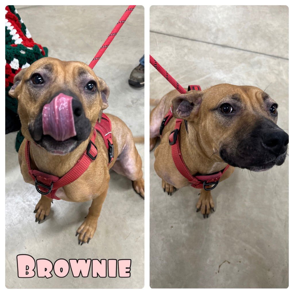 BROWNIE - American Staffordshire Terrier available for adoption