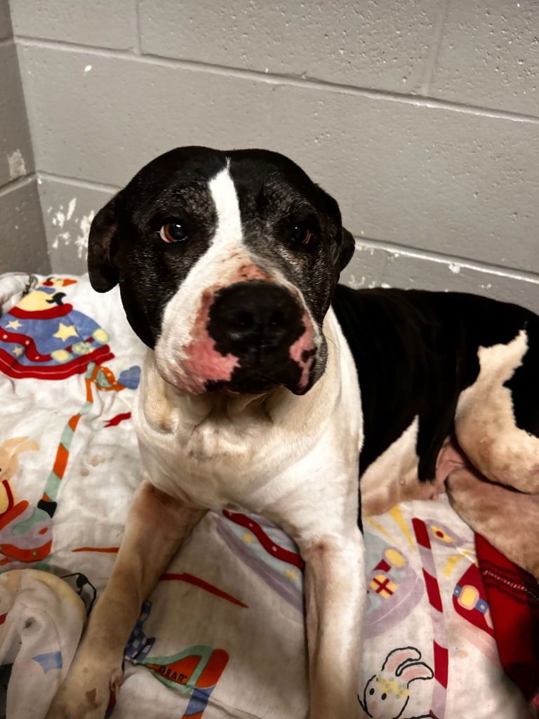 TALLULAH - American Staffordshire Terrier available for adoption